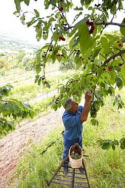 Cherry harvest, Agriturismo and vineyard Ca' Orologio, Venetia, Italy