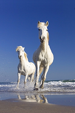 Camargue horses running in water at beach, Camargue, France