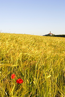 View at a corn field, Benedictine abbey Andechs in a distance, district of Starnberg, Bavaria