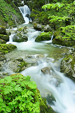 Mountain stream in the mountains flowing down steps of a waterfall, lake Tegernsee, Bavarian alps, Upper Bavaria, Bavaria, Germany