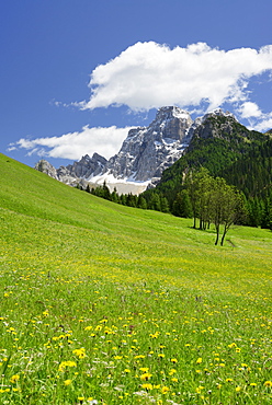 Flowering meadow in front of Monte Pelmo, Dolomites, UNESCO world heritage site Dolomites, Venetia, Italy