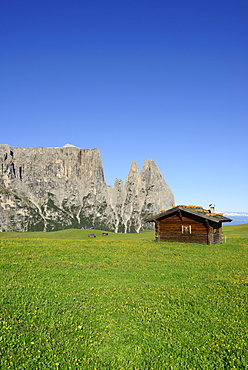 Flowering meadow and hay barn in front of Schlern and Rosszaehne, Seiseralm, Dolomites, UNESCO world heritage site Dolomites, South Tyrol, Italy