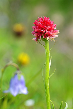 Nigritella dolomitensis, endemic plant, Seiseralm, Dolomites, UNESCO world heritage site Dolomites, South Tyrol, Italy