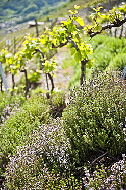 Flowers and wine fields in the background, Wine Region, Valais, Switzerland