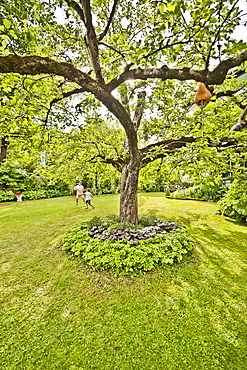 Garden with a tree in the middle, Magnetsried, Weilheim-Schongau, Bavarian Oberland, Upper Bavaria, Bavaria, Germany