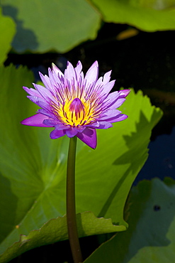 Water lily in Kampot province, Cambodia, Asia