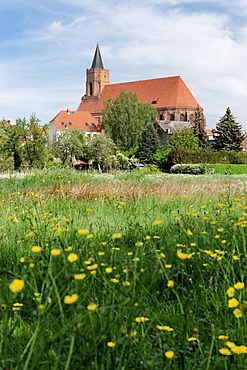 View over a Meadow onto St. Mary's church, Beeskow, Land Brandenburg, Germany, Europe