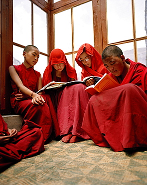 Students reading at the nunnery Chullichan Nunnery School, convent Rizong west of Leh, Ladakh, Jammu and Kashmir, India