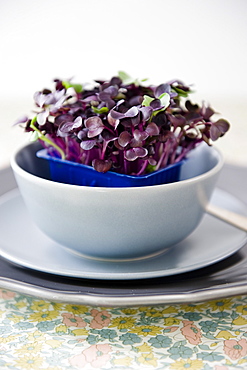 Bean sprouts in a bowl, Healthy Food, Homegrown