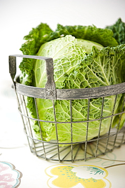 Green cabbage in a basket, Homegrown