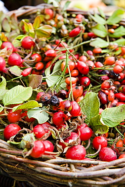 Rose hips in a basket, Harvest