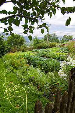 Cottage garden with hosepipe for watering the plants and flowers, Styria, Austria