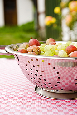 Freshly picked gooseberries, harvest, Fruit