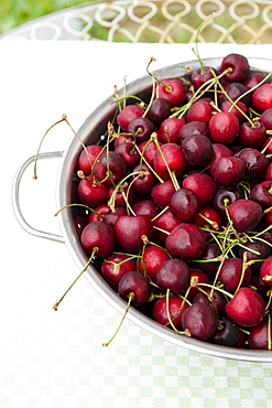 Freshly picked cherries in a sieve, harvest, Fruit