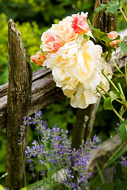 Roses in the garden, Rose blossoms, Garden