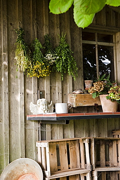 Herbs hung up to dry on the outside of a garden shed, Garden, Homemade