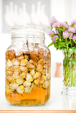 Jar of red clover blossoms, Infusion, preserve, homemade