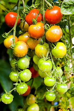 Red and green tomatoes on the vine, Garden