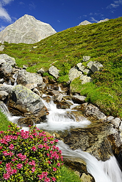 Alpine rose in front of a mountain stream, Alpe di Rotondo, Gotthard range, Ticino, Switzerland