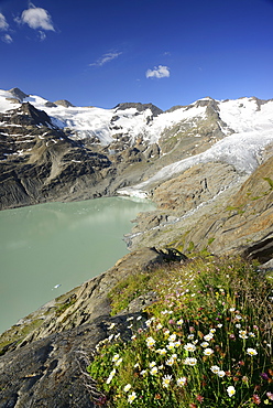 Alpine meadow in front of Gauli glacier and lake Gaulisee, lake Gaulisee, UNESCO World Heritage Site Swiss Alps Jungfrau-Aletsch, Bernese Alps, Bernese Oberland, Bern, Switzerland