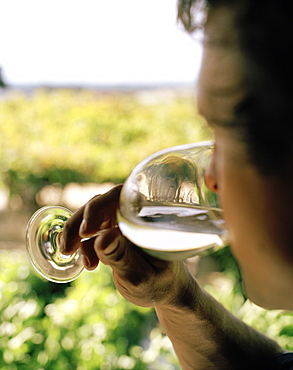 Wine tasting, a man drinking from a wine glass, Black Barn Vineyards, Havelock North, Hawke`s Bay, North Island, New Zealand