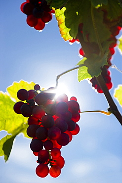 Backlit grapes, roter Gutedel, Markgraeflerland, Black Forest, Baden-Wuerttemberg, Germany, Europe