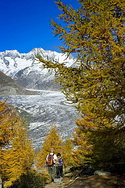 Hikers at Aletsch Glacier and Aletsch Forest, UNESCO World Heritage site, Canton of Valais, Switzerland, Europe