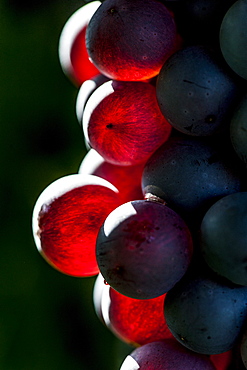 winecrapes at the Lago di Garda, Province of Verona, Northern Italy, Italy