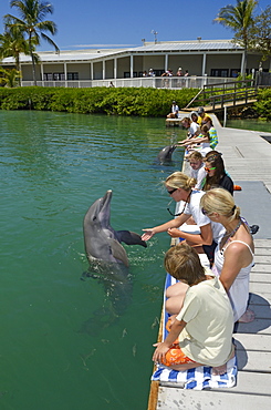 Tourists swimming and playing with dolphins, dolphin show, Hawks Cay Resort, Florida Keys, USA