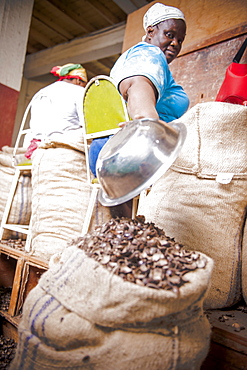 Women peeling nutmegs, Nutmeg plantation, Caribbean