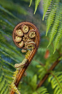 Young fern frond, Maori koru, national symbol, Whirinaki Forest, North Island, New Zealand