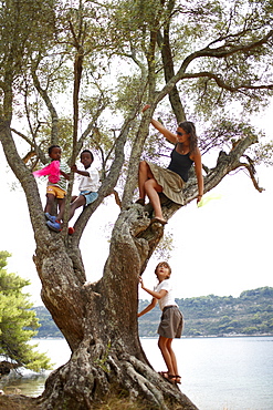 Kids climbing an old tree near Hotel Sipan, Sipanska Luka, Sipan island, Elaphiti Islands, northwest of Dubrovnik, Croatia