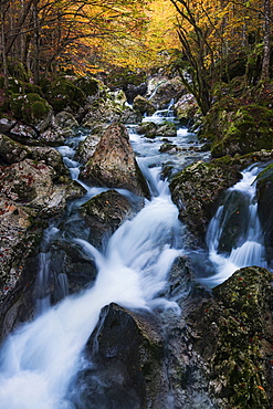 Idyllic stream course of the Lepenjica, a feeder of the Soca river, through the pristine beech forests in Tringlav national park, Gorenjska, Slovenia