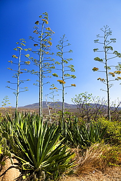 Flowering Sisal Agavae, Agava sisalana, South Madagascar, Africa