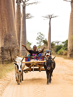 Oxcart on a Baobab alley near Morondava, Adansonia grandidieri, Madagascar, Africa