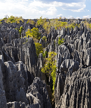 Tsingy-de-Bemaraha National Park, Mahajanga, Madagascar, Africa