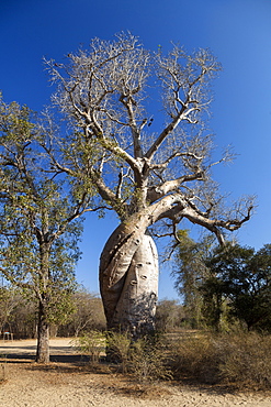 Baobabs in love, Adansonia rubrostipa, near Morondava, Madagascar