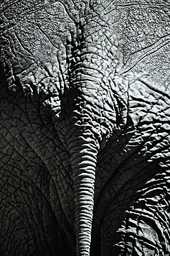 Rear view of an elephant, Kenya, Africa