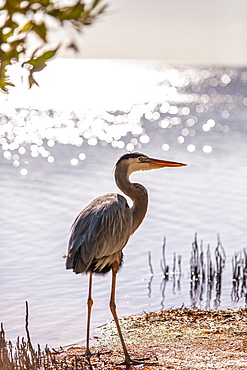 Permanent resident on Little Palm Island, the great blue heron named Spencer, Little Palm Island Resort, Florida Keys, USA