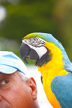 Local bird entertainer Jim with his parrot Bob, Key West, Florida Keys, Florida, USA