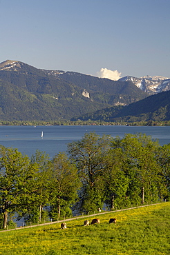 View over Lake Tegernsee, Field with cows, Lake Tegernsee, Upper Bavaria, Bavaria, Germany