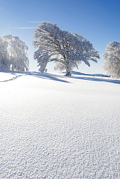 Snow covered trees, Schauinsland, near Freiburg im Breisgau, Black Forest, Baden-Wuerttemberg, Germany