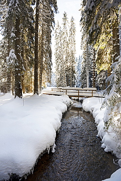 Snow covered trees and small stream, Bernau, Black Forest, Baden-Wuerttemberg, Germany