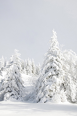 Snow covered trees, Schauinsland, near Freiburg im Breisgau, Black Forest, Baden-Wuerttemberg, Germany