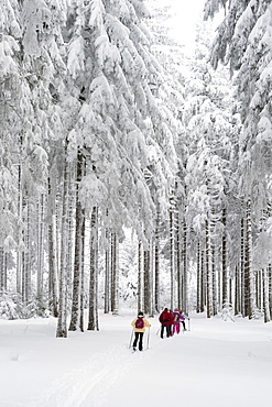 Cross-country skier near Hinterzarten, Black Forest, Baden-Wuerttemberg, Germany