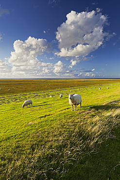 Sheep in a field near the dyke, Westerhever, Schleswig-Holstein, Germany