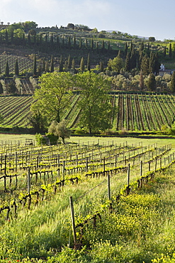 Wine growing near Castelnuovo, Tuscany, Italy