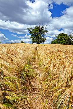 Field of barley and old oak trees near Krakow, Mecklenburg Western Pommerania, Germany