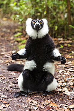 Black and white ruffed Lemur, Varecia variegata, East Madagascar, Madagascar, Africa