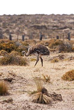 Darwin's Rhea (Rhea pennata) or Lesser Rhea, Peninsula Valdes, Chubut, Argentina